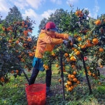 제주 산지직송 노지 조생귤 5kg 10kg : 제주선돌농장