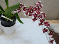 온시.샤리베이비.꽃대2대.다시입고.쵸콜렛색상의꽃.쵸콜렛향기.물건상태굿.꽃대있습니다.인기. : 꽃천지