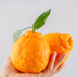 천하일품 제주 서귀포 명품 한라봉 가정용 선물세트 : 천하일품감귤농장