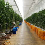 전북 김제 오아로 트리벨리 고당도 파프리카 : 구례로컬푸드