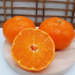 제주레드향 고급과일 당도높고 과육이 풍부한 제철과일 제주도직배송 로얄과 프리미엄과 선물용 3kg 5kg : kone유통