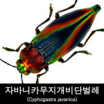 자바니카무지개비단벌레표본/Cyphogastra javanica : BABURMART바부르마트