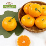 제주 천지향 (가와다귤) 3kg : 대디스팜