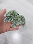 베고니아 스노우캡 : 순수한 가든