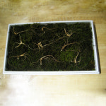 덕유산 친환경장뇌삼  명절선물세트 7년근 : 유창농장