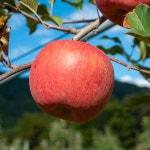 강원도 양구 사과 부사 : 해마루 과수원