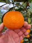 (신품종) 제주 감귤 탐나향 고당도 하우스 탐라향 진지휘3kg 5kg : 제주그린팜