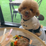하이가이 강아지 트렌치 케이프 고양이 바바리 망토 : 하이가이 펫
