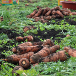 제주 구좌 당근 농장 고당도 쥬스용 흙 세척 당근 : 참좋은 제주몰