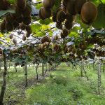 제스프리 루비 레드키위 골드키위 그린키위 소과 중과 대과 : 참좋은 제주몰