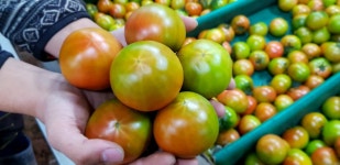 새콤달콤 짭짤한 고당도 으뜸 토마토 2.5kg : 청년농부 박문수농장
