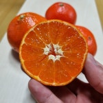 제주도가 키운 빨간귤 홍매향 2kg/3kg/5kg 고당도 홍미향 미하야 홍귤 썬레드 가정용 : 프레시닷