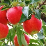 사과유명한곳 털보네 양구 부사 청송 사과 5kg (18-20과) (상) 거창사과 : 레이니 영