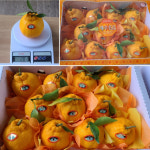 제주 레드향 설 연말 선물 세트 3kg 5kg : 효돈 나무네 귤농장