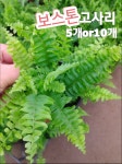 보스톤고사리-5개or10개/진짜 고사리같이 생겼죠 : 꽃나라엘리스