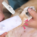 오엘라이발기 강아지발바닥바리깡 클리퍼 부분미용 애견미용기 : 코코봉다리