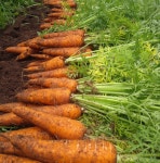 [제주 직배송] 달달한 제주 당근 글라글라제주농장 서귀포직송 3kg, 5kg, 10kg : 글라글라 제주농장