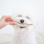 복슬강아지 동결건조 자연산 캐나다 열빙어 (30g) : 철수마켓