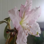 만병초/티벳만병초/포트묘/묘목/h0593 : 카카호호1