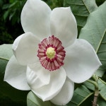 목련/시볼디/접목1년/묘목/h0159 : 카카호호1