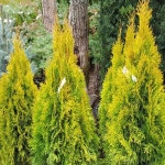 측백나무/스마라그/삽목3년생(3주묶음)/묘목/h0269 : 카카호호1