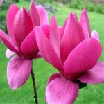 목련/클레오파트라/접목1년/묘목/h0175 : 카카호호1