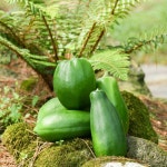 제주 그린 파파야 장아찌 400g 1kg 유진팡 : 유진팡