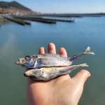 멸치대신 국수육수 볶음 안주용 건조생선 국물 다시 최상급 전갱이새끼 메가리 김장재료 : 가덕도농수산