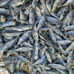 멸치대신 국수육수 볶음 안주용 건조생선 국물 다시 최상급 전갱이새끼 메가리 김장재료 : 가덕도농수산