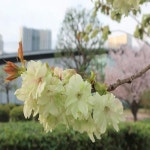 벚나무/어의황/접목1년(2주묶음)/묘목/h0201 : 카카호호1