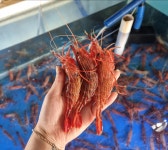 독도 닭새우 꽃새우 도화새우 급냉500g 광안리매장 구매가능 : 지민수산