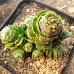 [수암다육] 화춘 랜덤발송 Crassula David 다육 다육이 다육식물 반려식물 국민다육 아프리카식물 212 : 수암다육농장