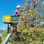 봉농장 직접 농사 지은 꿀 사과즙 50포 1BOX 건강한 아이들 간식 : 청송봉농장