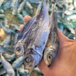 멸치대신 국수육수 볶음 안주용 건조생선 국물 다시 최상급 전갱이새끼 메가리 김장재료 : 가덕도농수산