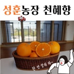 [성훈 농장]제주 명품 천혜향(선물용 5/10kg, 가정용 5/10kg) : 성훈 농장