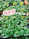 레몬밤 5개 10개/잎에서는 민트 향이 나고 맛을 달콤한 레몬 맛이 나는 것이 특징 : 꽃나라엘리스