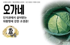 양배추종자/오가네/오가네플러스 정품 2천립 1봉 : 두레농약종묘센터
