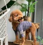 강아지옷 중형견 겨울 꽈배기 니트 가디건 3XL까지 : 스마일 마마