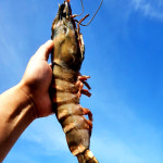 킹새우 자이언트 특대 냉동 랍스터 캠핑 바베큐 구이용 : 맛있는 제철과일
