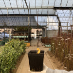 포포나무묘목 실생1년 뽀뽀나무 : 나무키움묘목농원