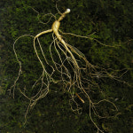 덕유산 친환경장뇌삼  명절선물세트 7년근 : 유창농장