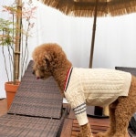 강아지옷 중형견 겨울 꽈배기 니트 가디건 3XL까지 : 스마일 마마