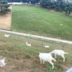 칠곡양떼목장 입장권 : 여행 대장