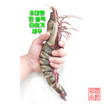 킹 블랙타이거 어마어마한 크기에 한번 놀라고 맛에 두번 놀라요 : 억이수산