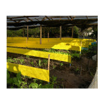 롤트랩 대용량 100M (15CM,20CM) 만능 끈끈이 롤트랩 병충해 유해해충 벌레방제 과수원 축사 스마트팜 대길산업 셀프클린 : 대길산업 온라인... 