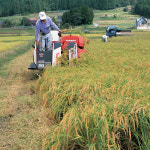맛좋은 100% 전통 수제 마담쌀식혜 1병 500ml 전통음료 : 굳센농부