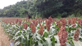 메수수 1kg 동안메 수수차 수수떡 건강차 수수원물 수수도정 메수수쌀 찰수수쌀 : 영월유팜