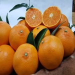 천혜향 제주 제주도 설선물 선물세트  3kg 5kg 10kg 선물용 가정용 예약판매(1월13일 이후발송) : 현이네감귤농장