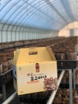 [선물용] 무농약 표고버섯2kg : 햇골표고농장