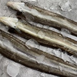 통영 자연산 바다장어 1kg 국내산 붕장어 아나고 장어구이 : 통영먹푸드